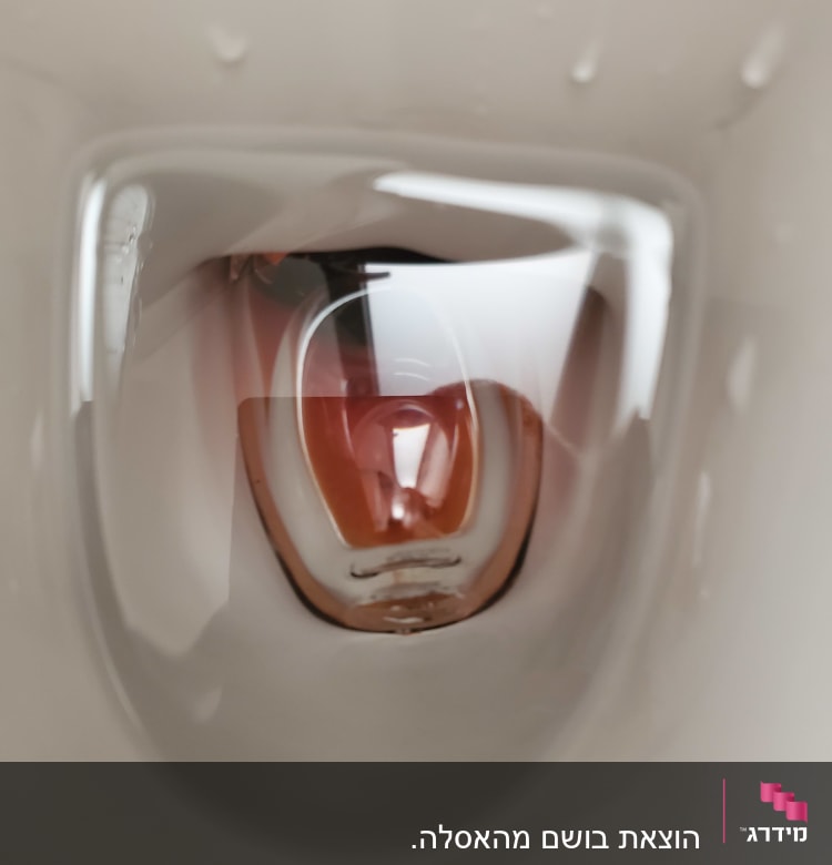 תקריב של פנים אסלה עם מים